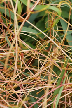 Cuscuta europaea Europäische Seide, Nessel-Seide, Teufelszwirn, Färberpflanze Cuscuta europaea Europäische Seide, Nessel-Seide, Teufelszwirn, Färberpflanze, Färbepflanze, Pflanzenfarben, färben