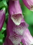 Digitalis purpurea, Fingerhut, Färbepflanze Digitalis purpurea, Fingerhut, Färbepflanze