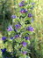 Echium vulgare, Natternkopf, Färbepflanze