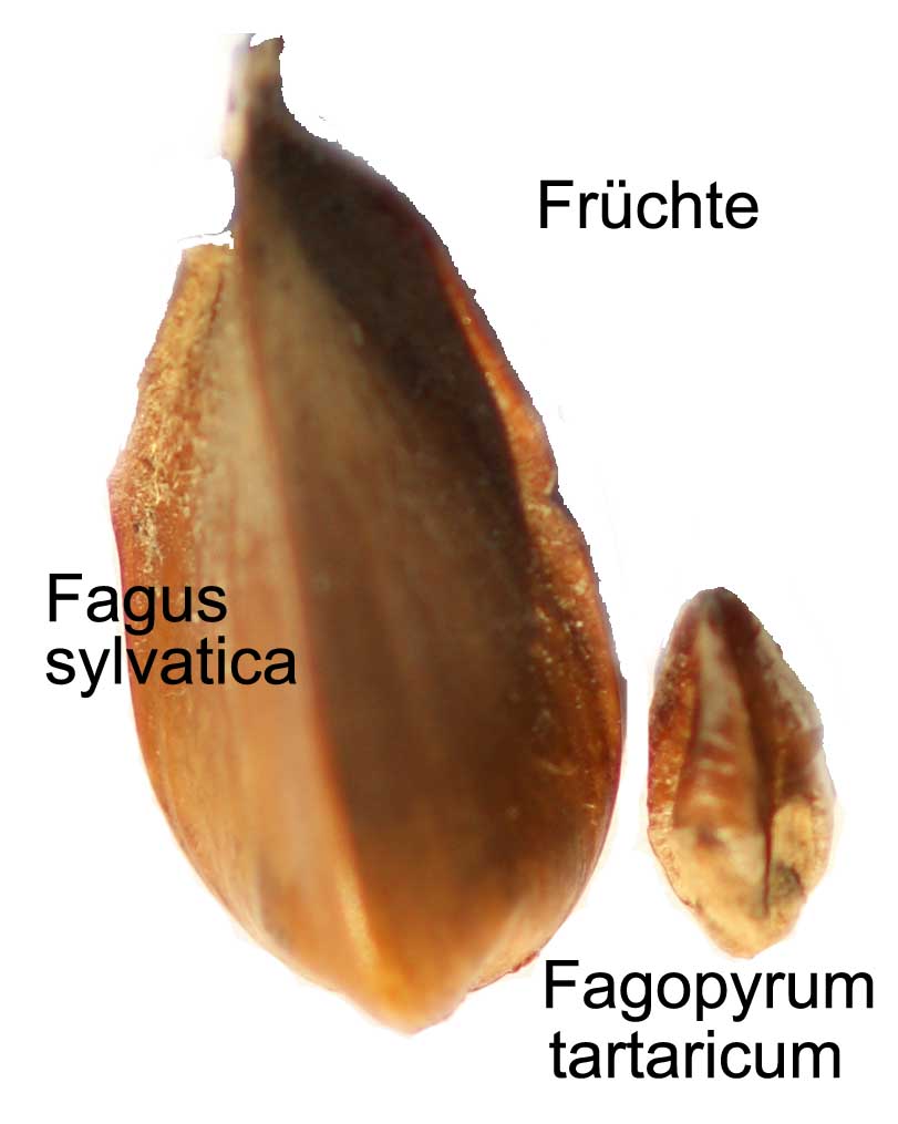 Buchecker, Buchweizen, Fagopyrum tartaricum Färbepflanze, Färberpflanze Buchecker,Buchweizen, Fagi fructus