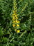 Genista tinctoria, Färbeginster, Färbepflanze Genista tinctoria, Färbeginster, Färbepflanze