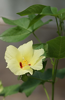 Blüte der baumartigen Baumwolle, Gossypium herbaceum