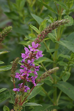 Blutweiderich, Lythrum salicaria, Färberpflanze,Färbepflanze
