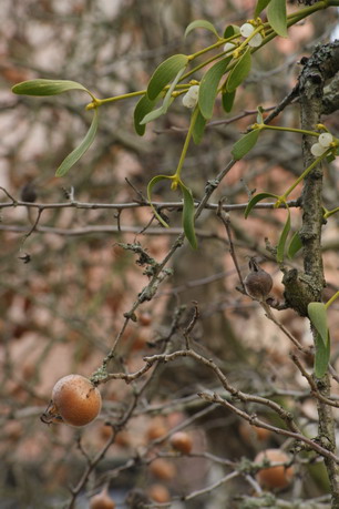 Mistel auf Mispel Mistel auf Mispel