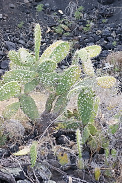 Cohenille auf Opuntie Cohenille auf Opuntie