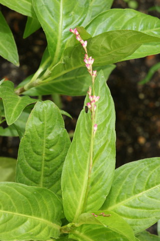 Polygonum tinctorium, Färberknöterich