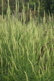 Wau, Färberresede, Reseda luteola Wau, Färberresede, Reseda luteola