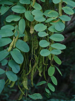 Robinia pseudoacacia, Robinie, Färberpflanze, Färbepflanze Robinia pseudoacacia, Robinie, Färberpflanze