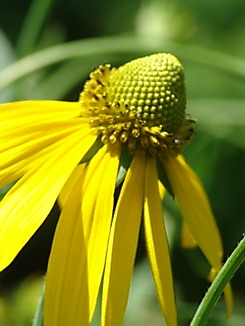 Rudbeckia spec., Sonnenhut, Färberpflanze Rudbeckia spec., Sonnenhut, Färberpflanze, Färbepflanze, Pflanzenfarben, färben