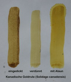 Malen mit Goldrute, Solidago canadensis Malen mit Goldrute, Solidago canadensis