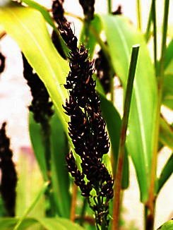 Rot aus Mohrenhirse, Sorghum bicolor, Färbepflanze Rot
