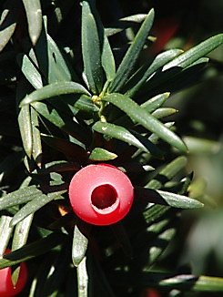 Taxus baccata, Eibe Färbepflanze