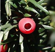Taxus baccata, Eibe, Färberpflanze, Färbepflanze Taxus baccata, Eibe, Färberpflanze, Färbepflanze
